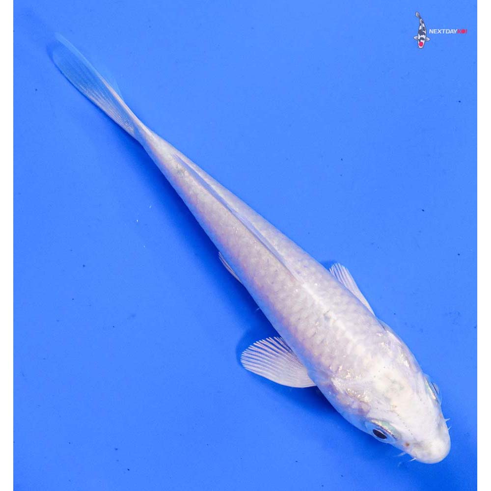 4” Imported Platinum Ogon