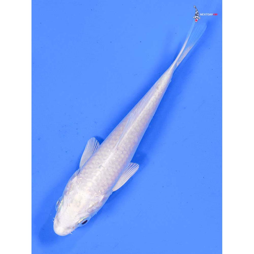 4” Imported Platinum Ogon