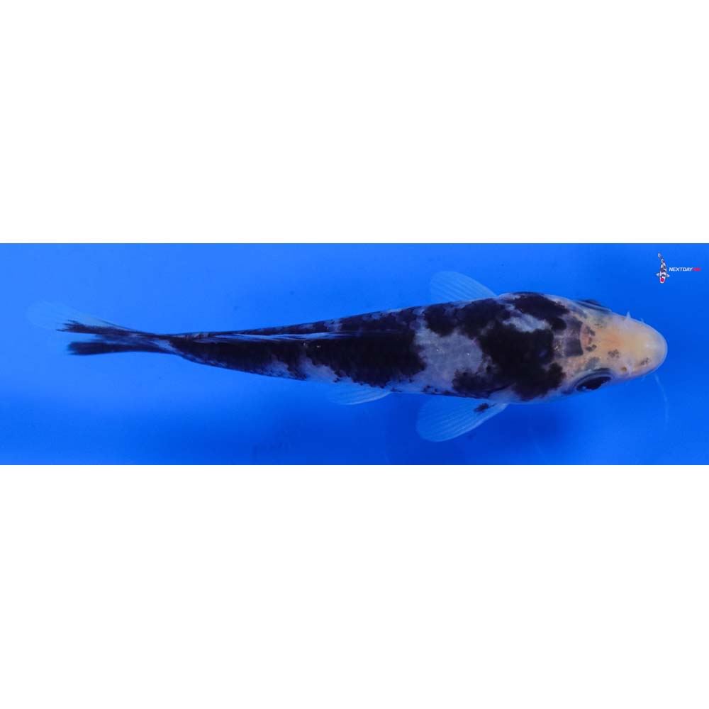 4” Imported Shiro Bekko