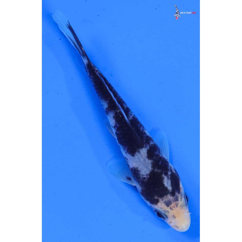 4” Imported Shiro Bekko