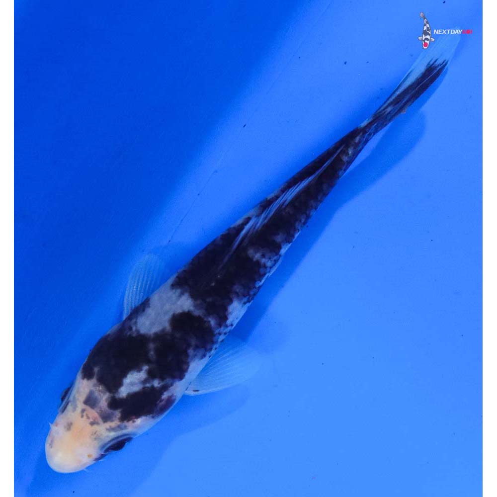 4” Imported Shiro Bekko