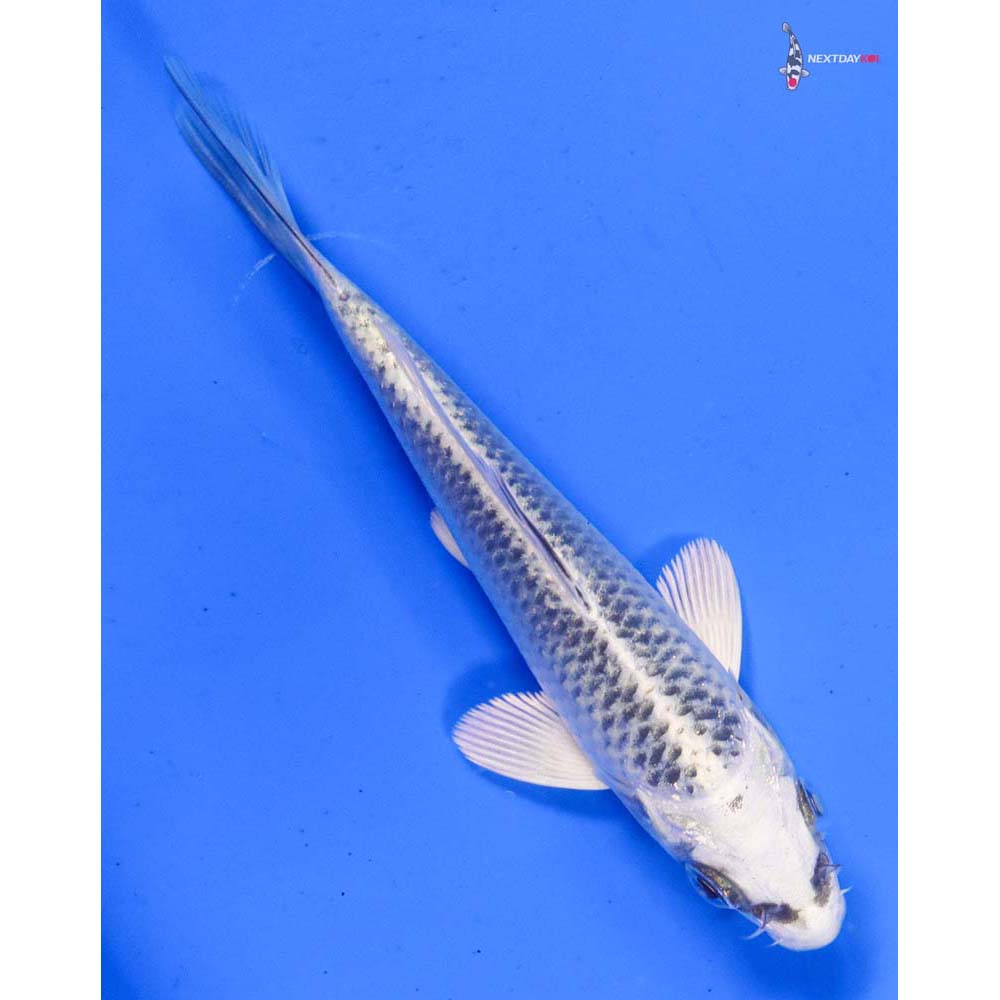 4.5” Imported Gin Matsuba