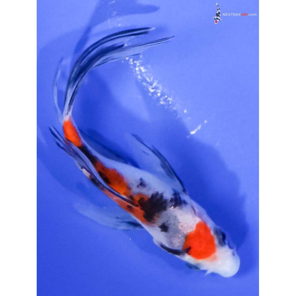 4” Imported Sanke Butterfly Koi