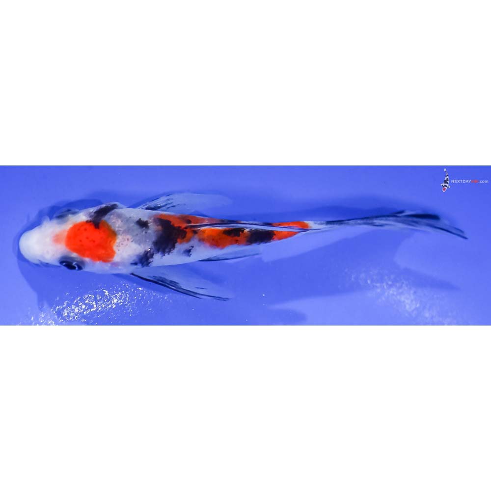 4” Imported Sanke Butterfly Koi