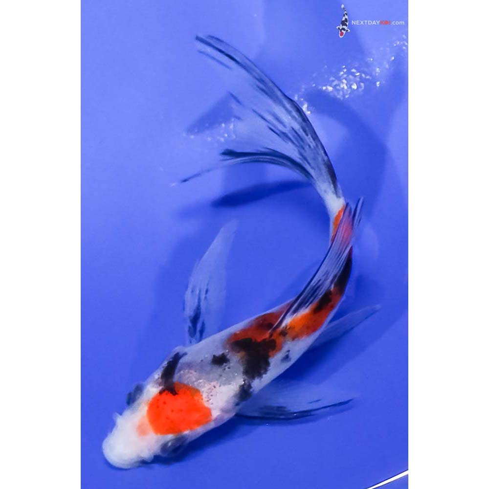 4” Imported Sanke Butterfly Koi