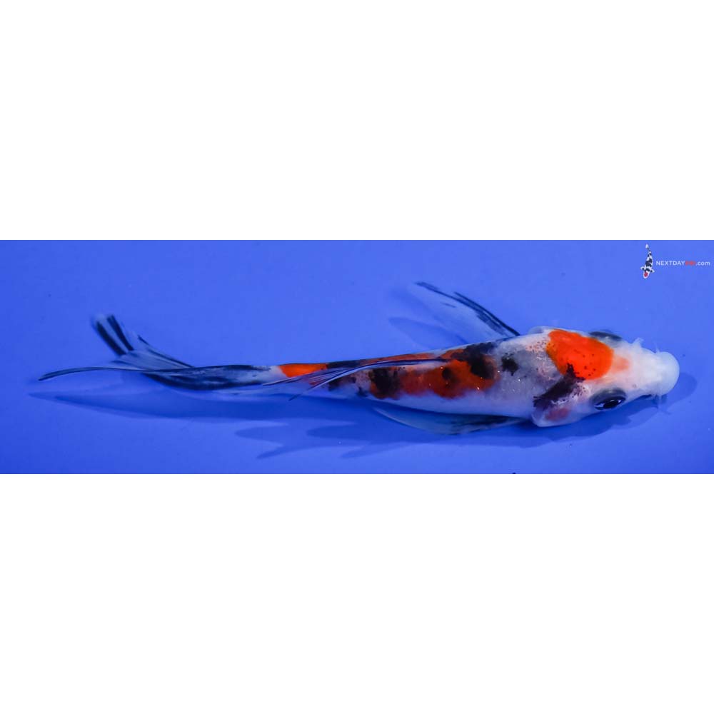 4” Imported Sanke Butterfly Koi