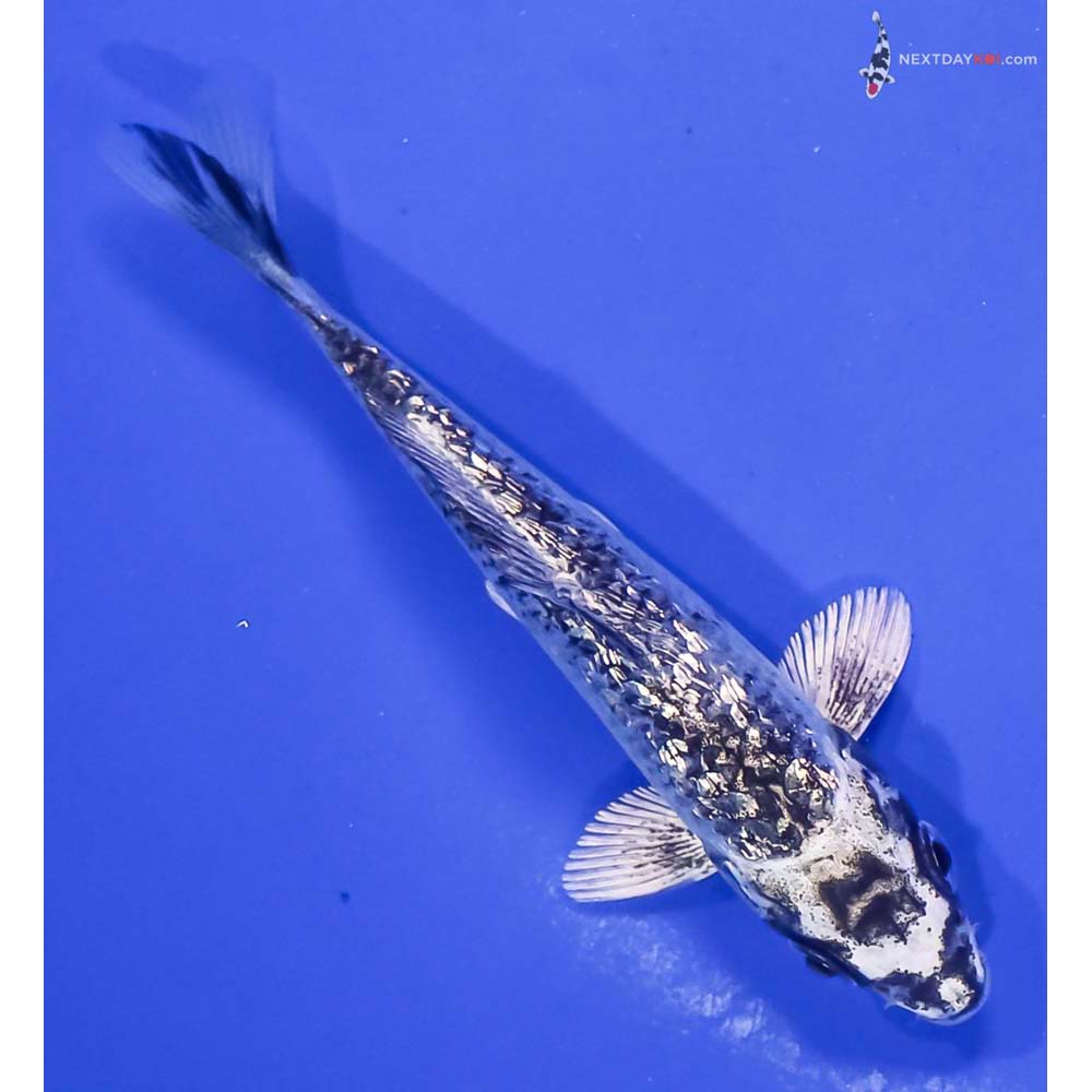 4.5” Imported Gin Rin Gin Matsuba