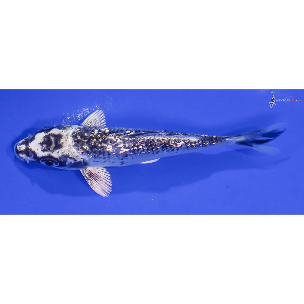 4.5” Imported Gin Rin Gin Matsuba