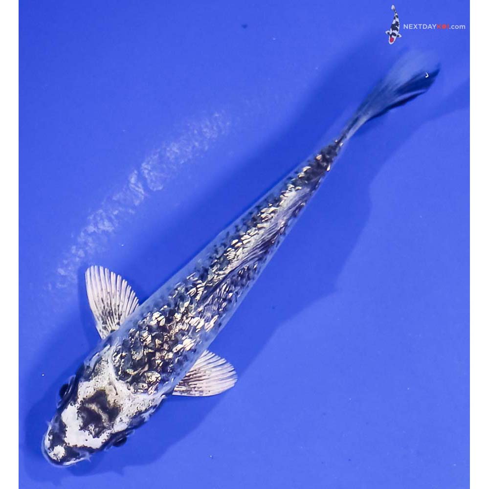 4.5” Imported Gin Rin Gin Matsuba