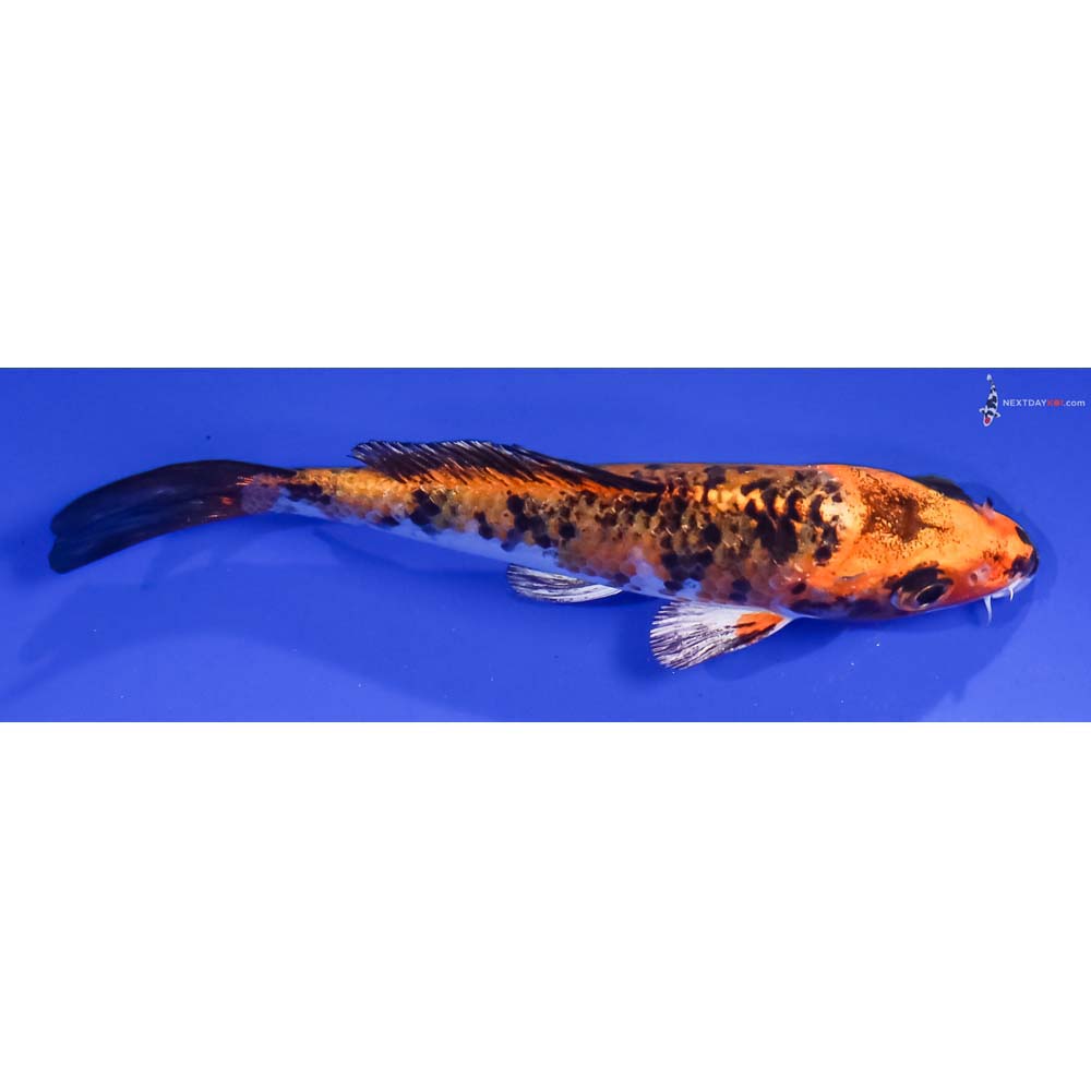 4.5” Imported Yamato Nishiki