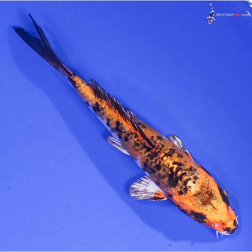 4.5” Imported Yamato Nishiki