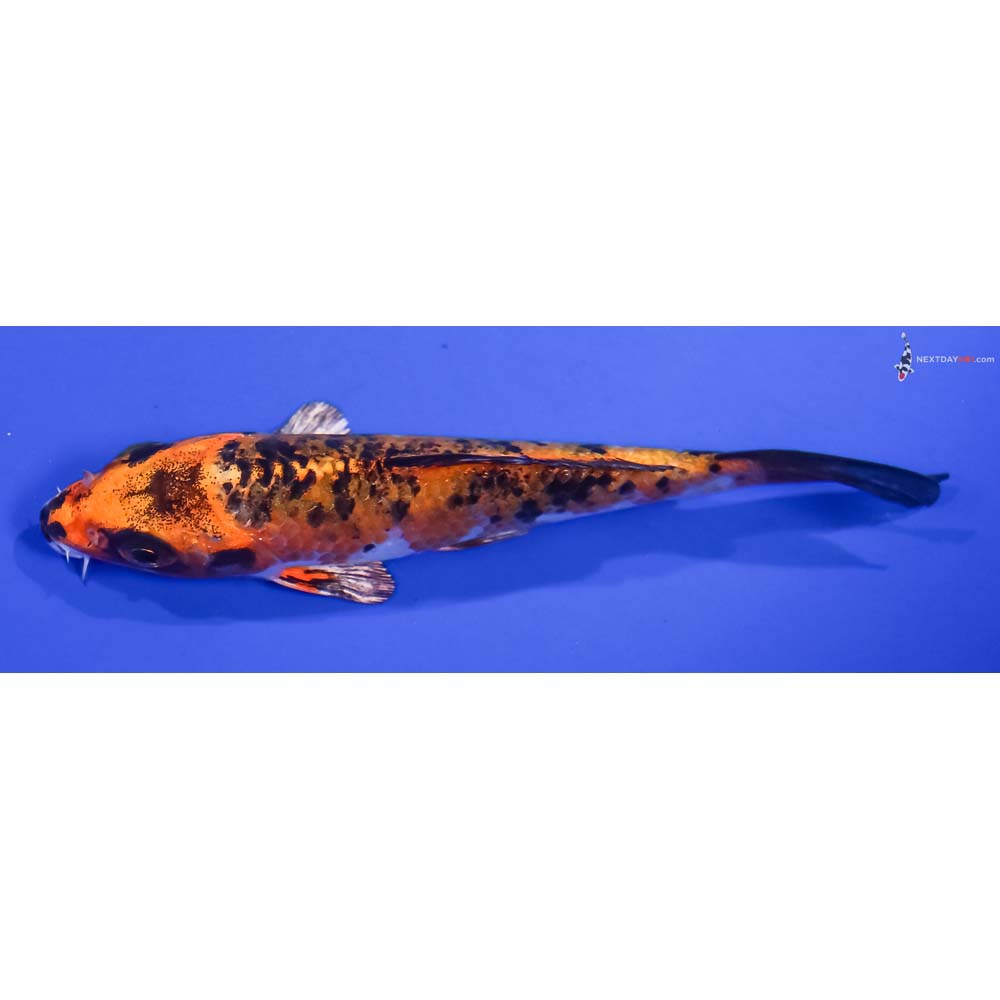 4.5” Imported Yamato Nishiki