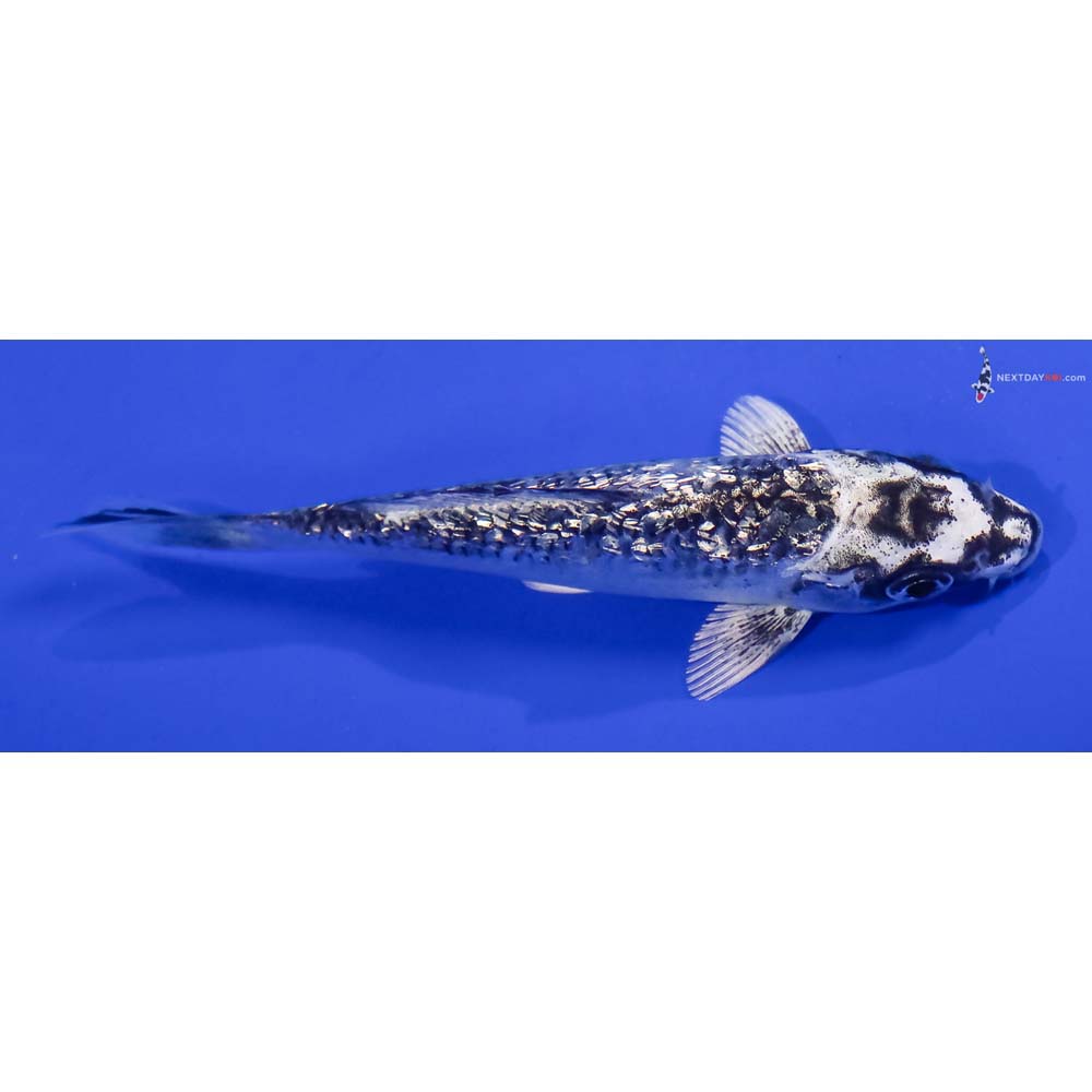 4.5” Imported Gin Rin Gin Matsuba