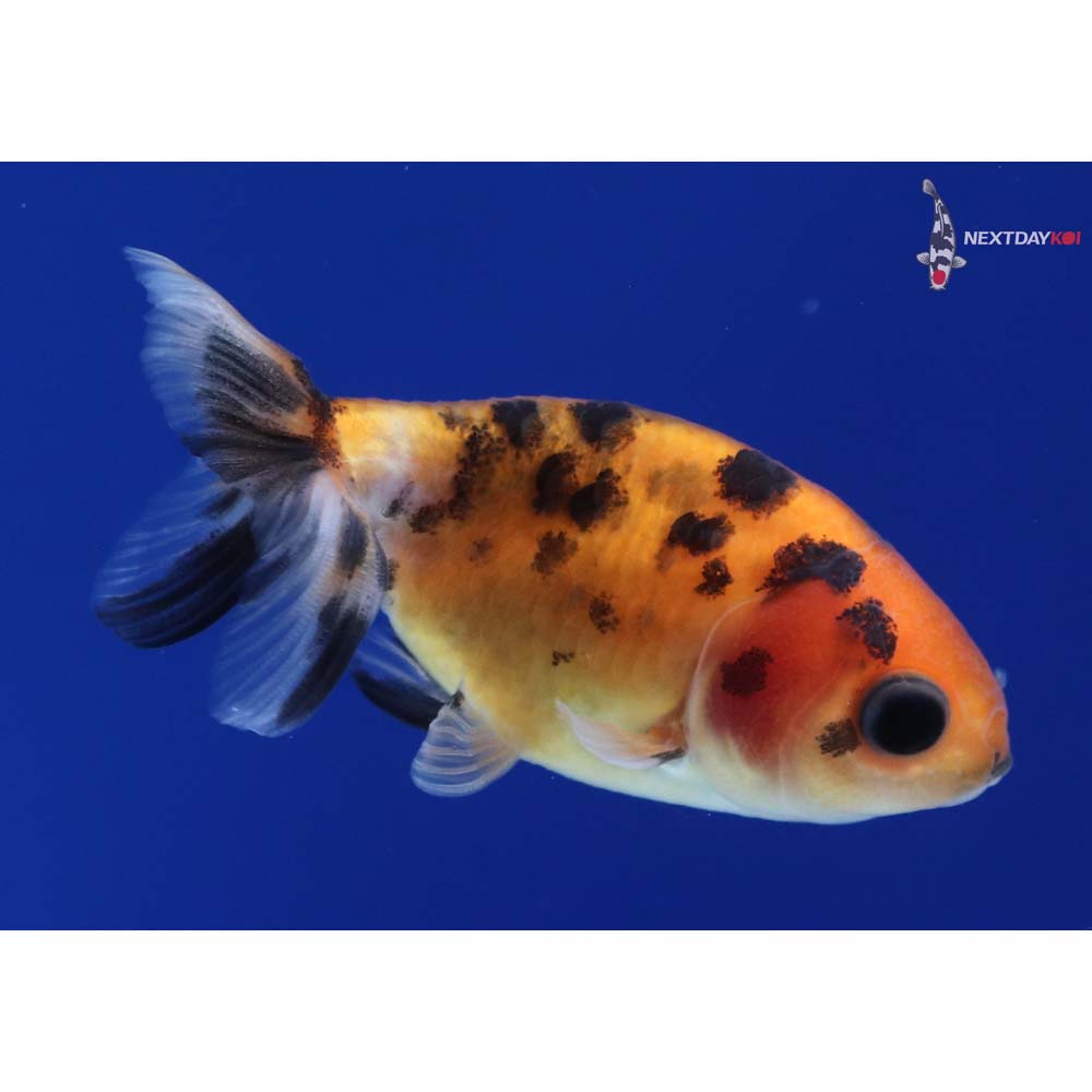 2” Imported Calico Ranchu