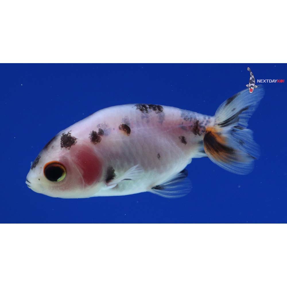 2” Imported Calico Ranchu