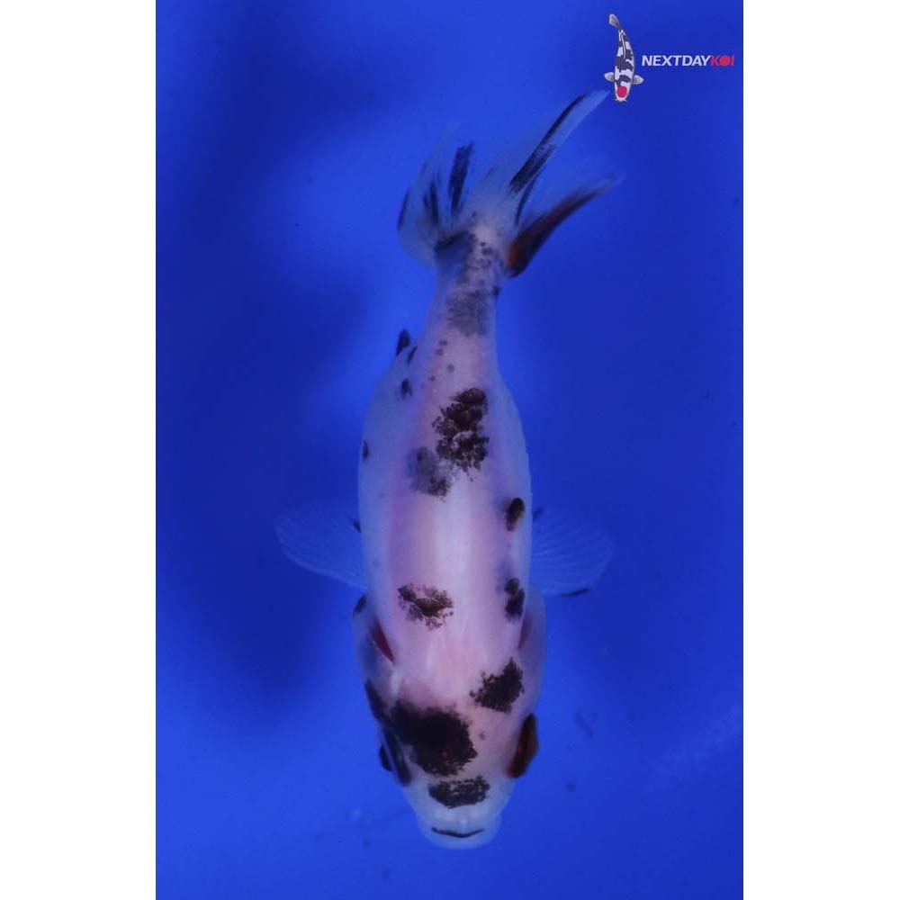 2” Imported Calico Ranchu
