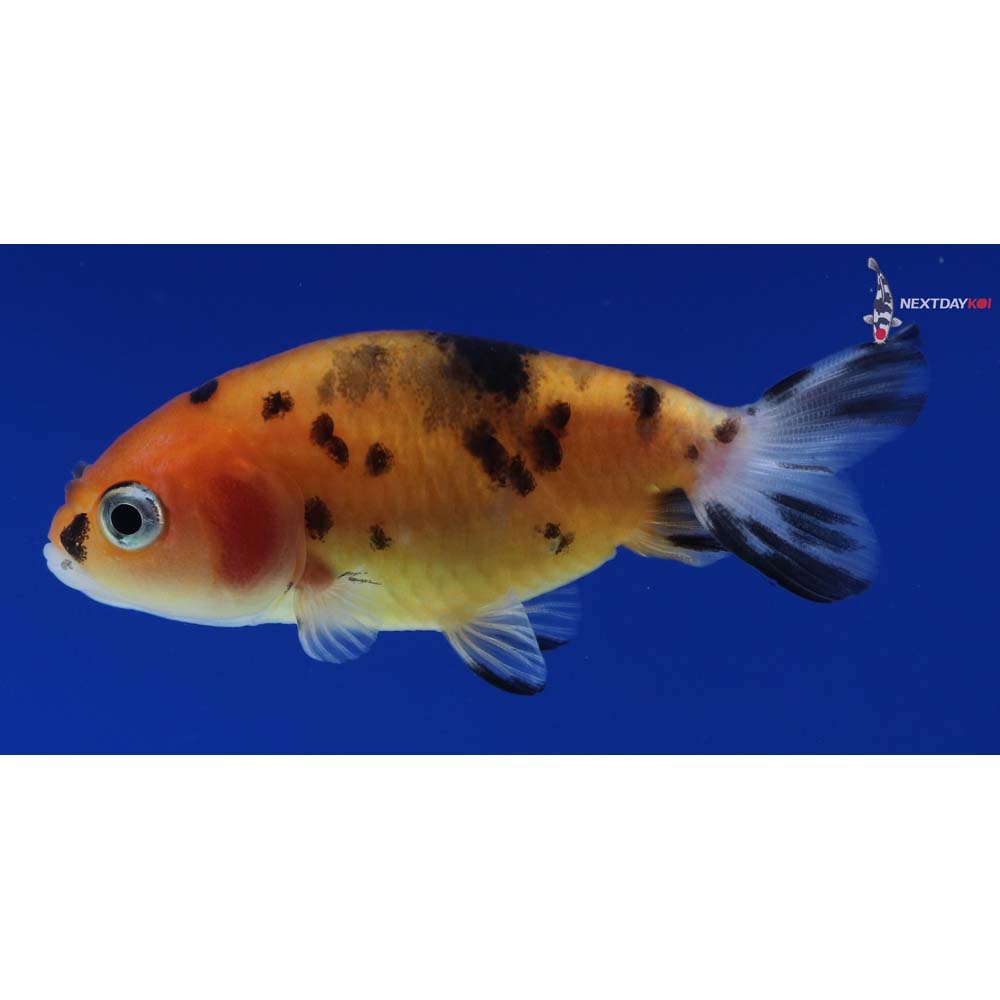 2.5” Imported Calico Ranchu