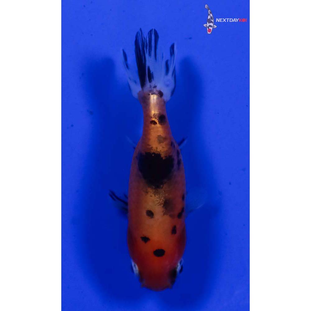 2.5” Imported Calico Ranchu