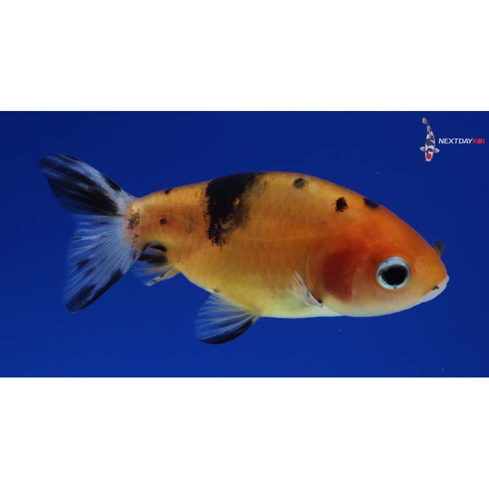 2.5” Imported Calico Ranchu