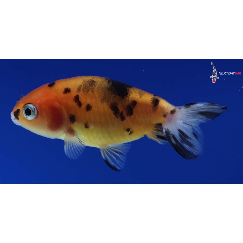 2.5” Imported Calico Ranchu