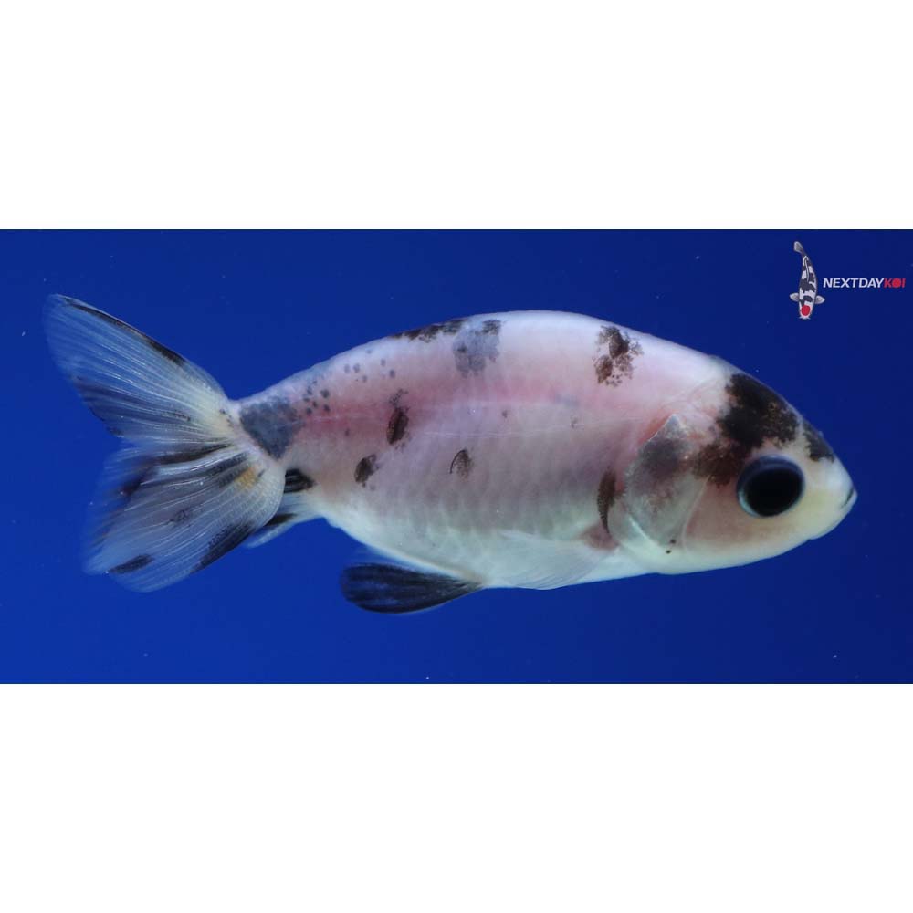 2” Imported Calico Ranchu