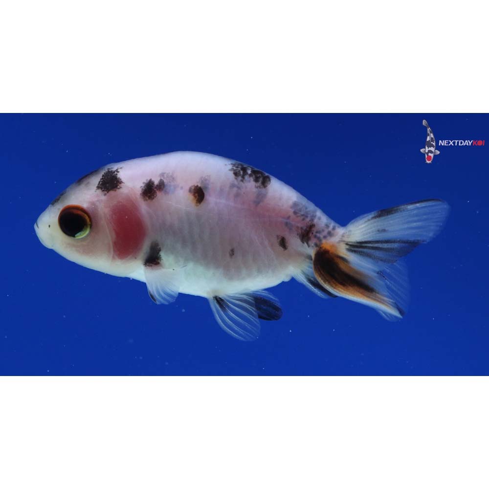 2” Imported Calico Ranchu