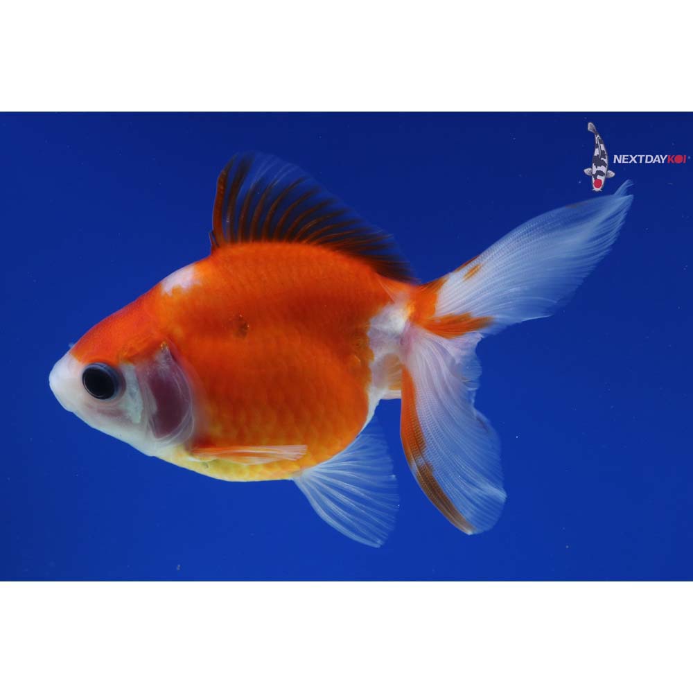 4” Imported Red and White Ryukin