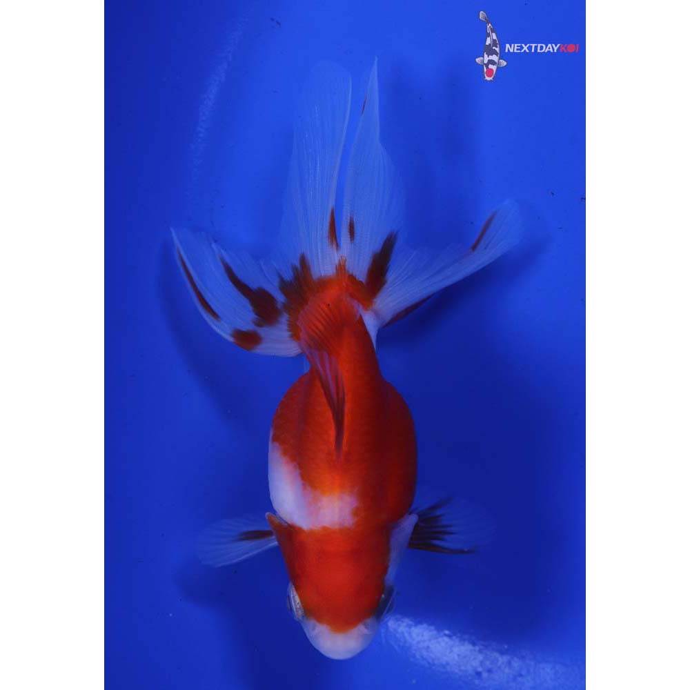 4” Imported Red and White Ryukin