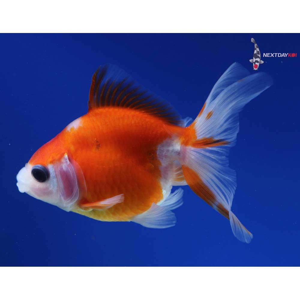 4” Imported Red and White Ryukin