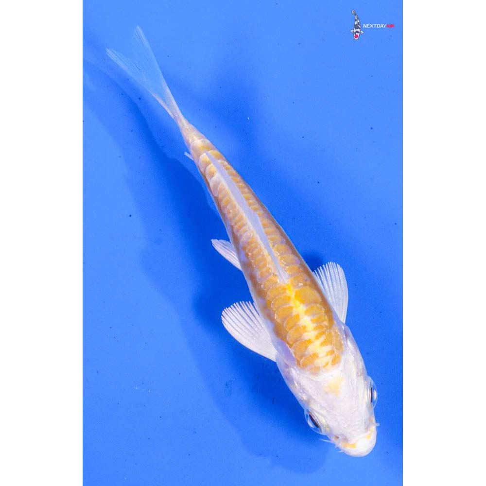 3.5” Imported Doitsu Lemon Hariwake