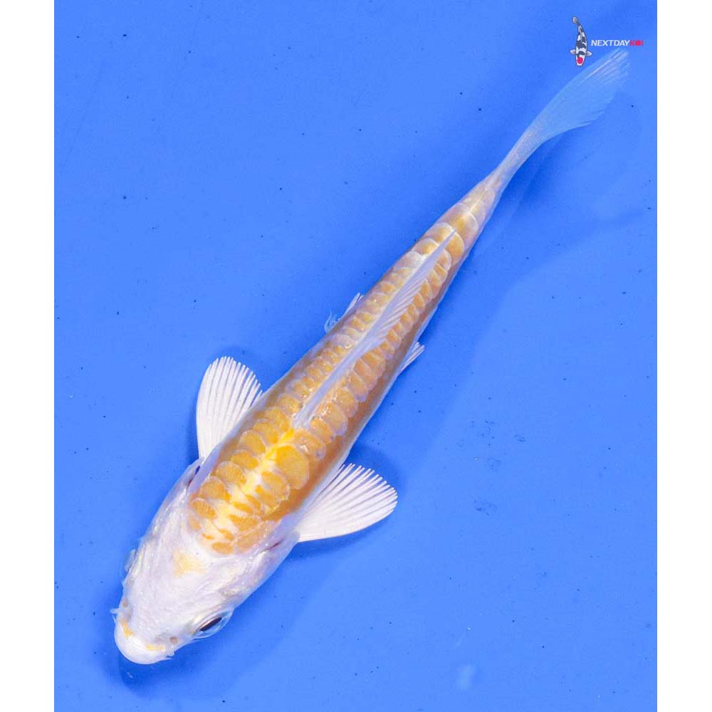 3.5” Imported Doitsu Lemon Hariwake