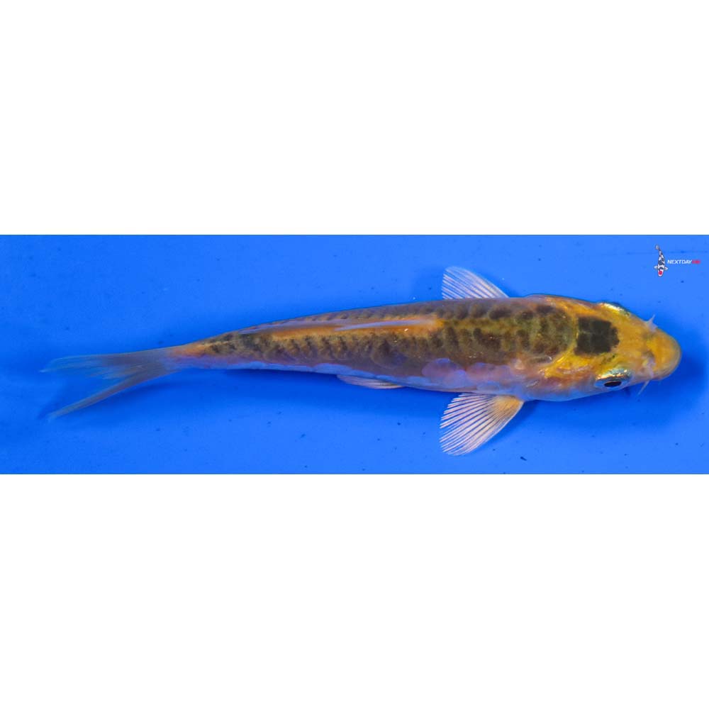 3.5” Imported Doitsu Midorigoi