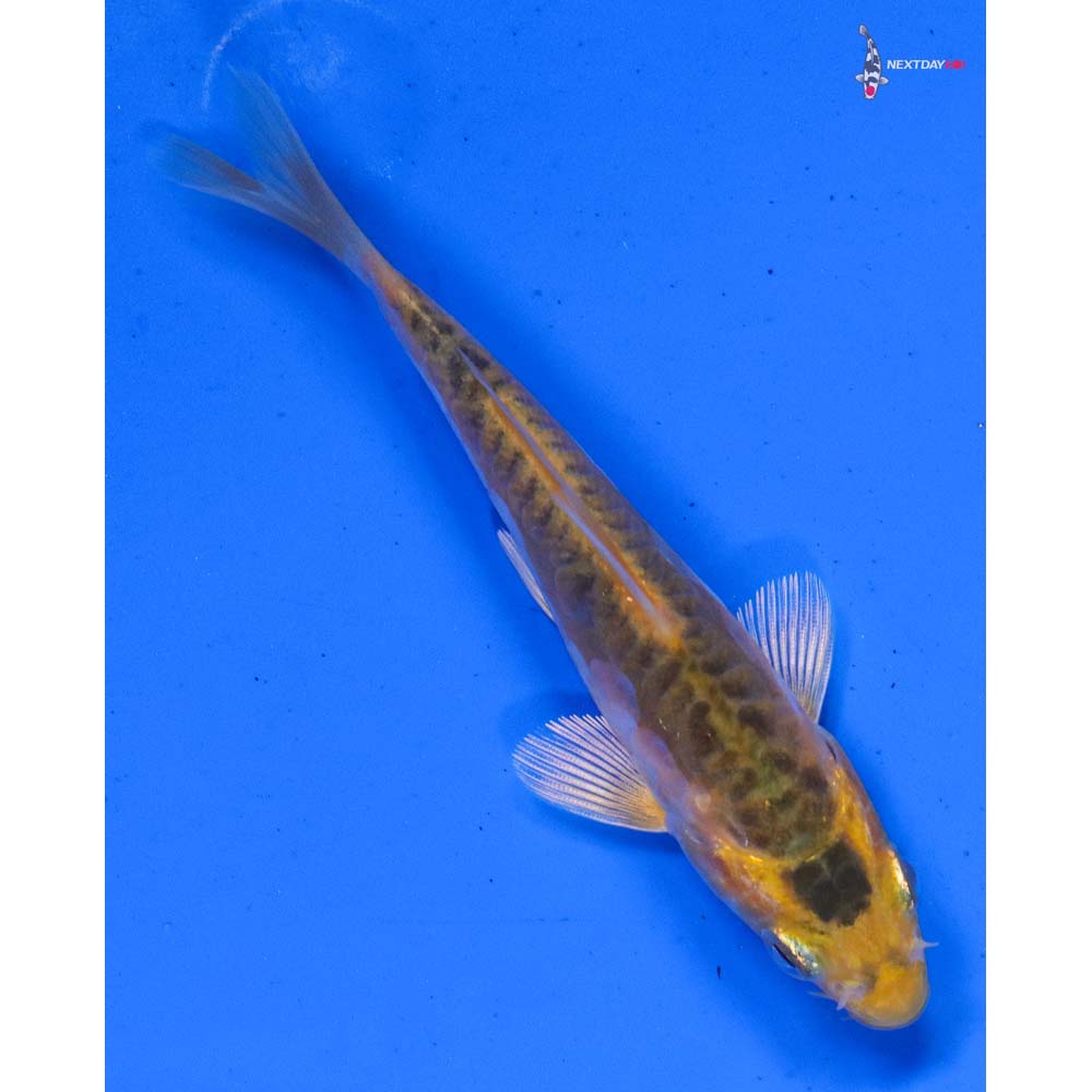 3.5” Imported Doitsu Midorigoi