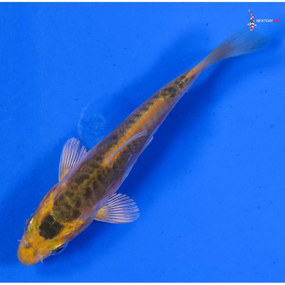 3.5” Imported Doitsu Midorigoi