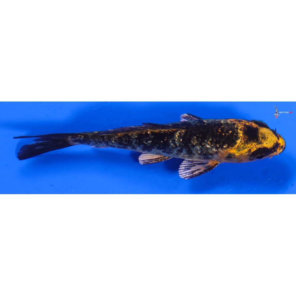 3.5” Imported Kin Hi Utsuri