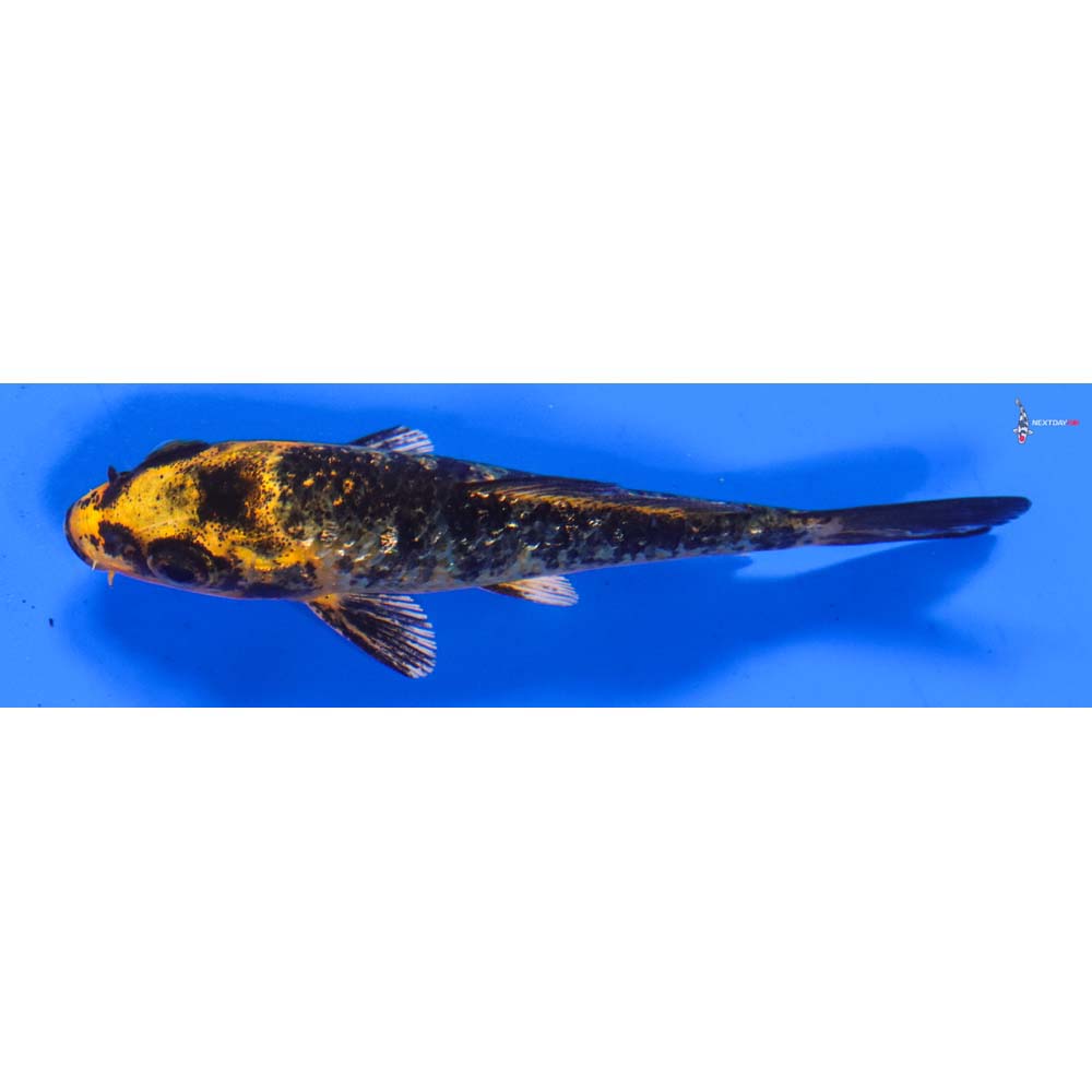 3.5” Imported Kin Hi Utsuri