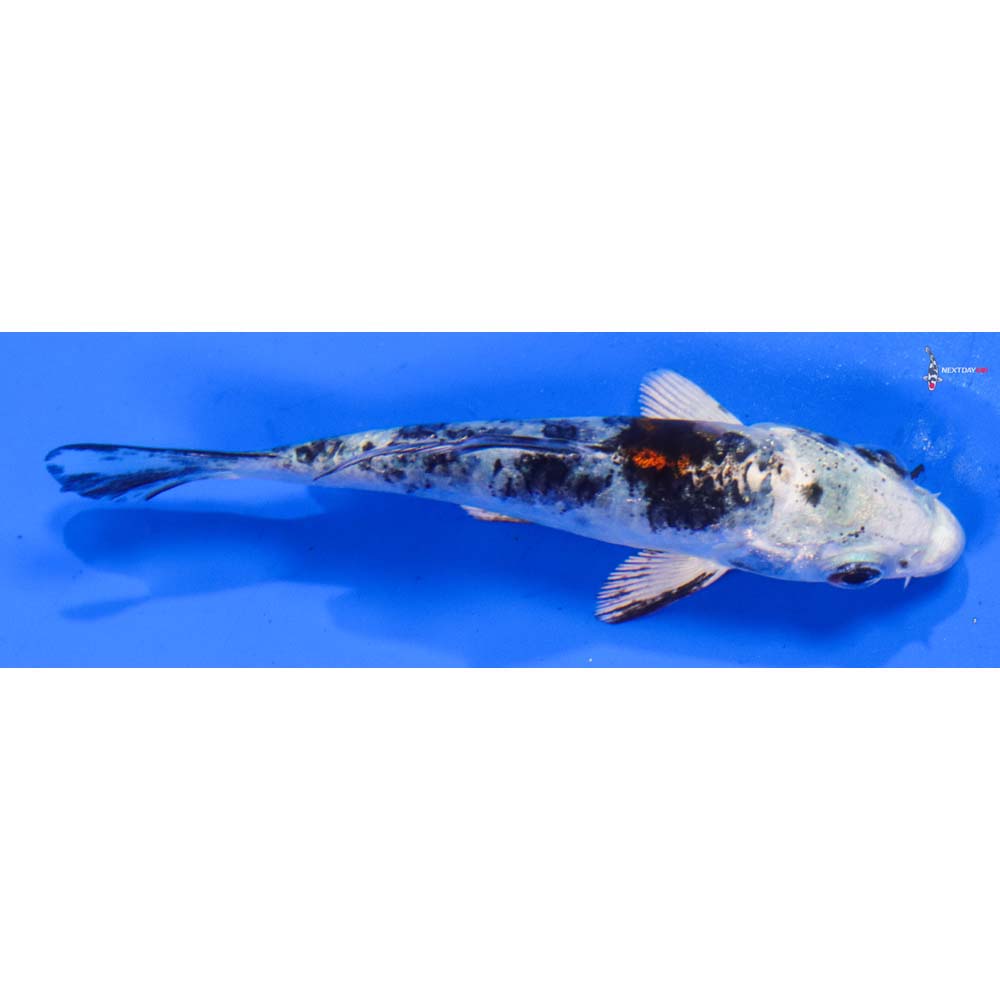 3.5” Imported Gin Shiro Bekko