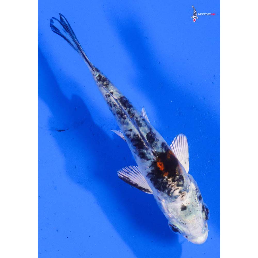 3.5” Imported Gin Shiro Bekko