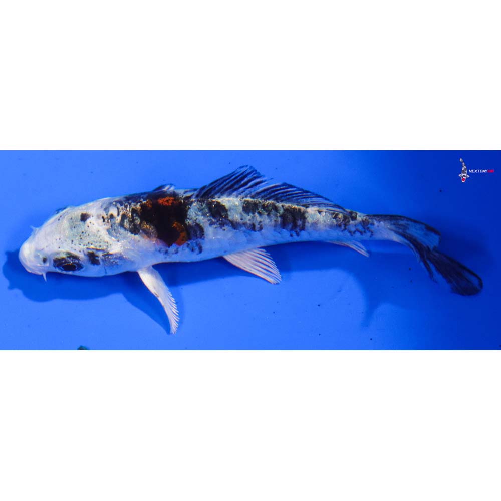 3.5” Imported Gin Shiro Bekko