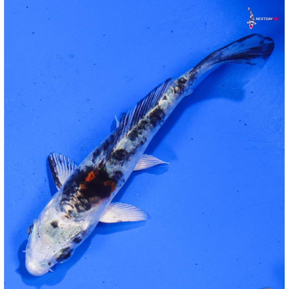 3.5” Imported Gin Shiro Bekko