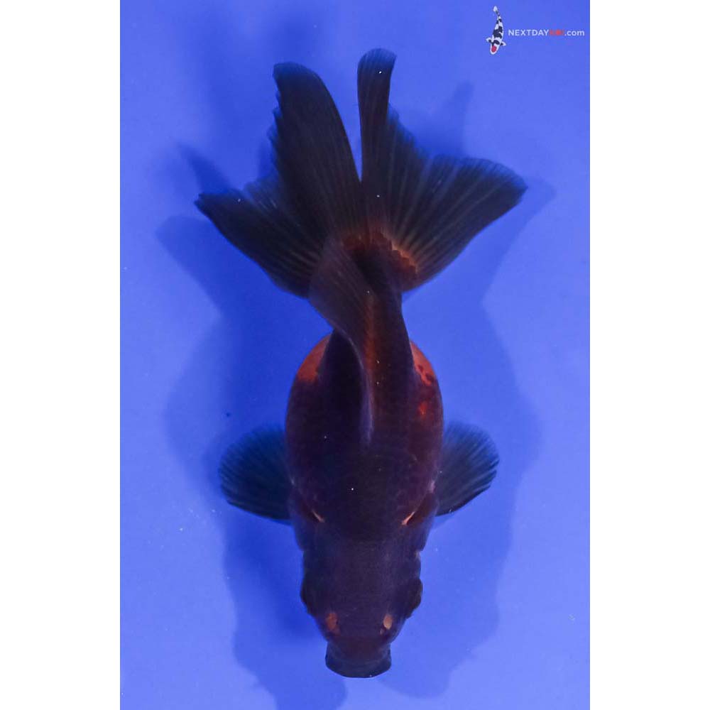 4” Imported Black and Red Ryukin