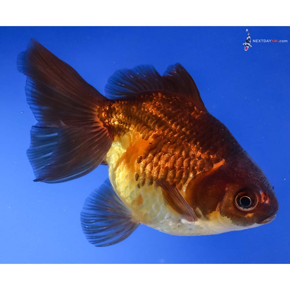 4” Imported Black and Red Ryukin