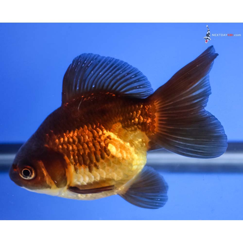 4” Imported Black and Red Ryukin