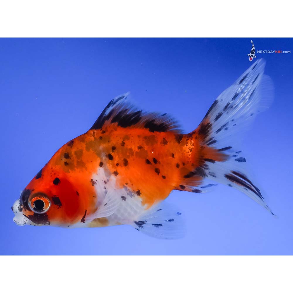 4.5” Imported Calico Ryukin