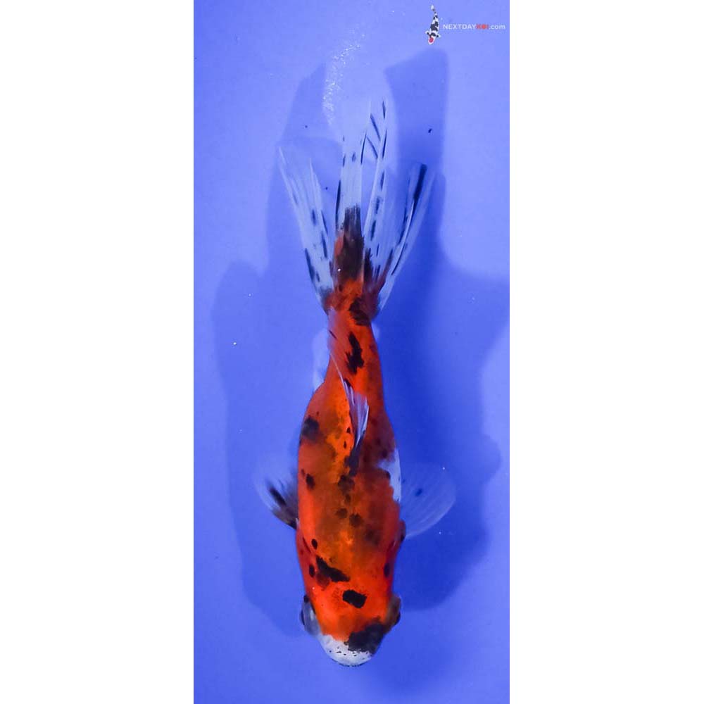 4.5” Imported Calico Ryukin