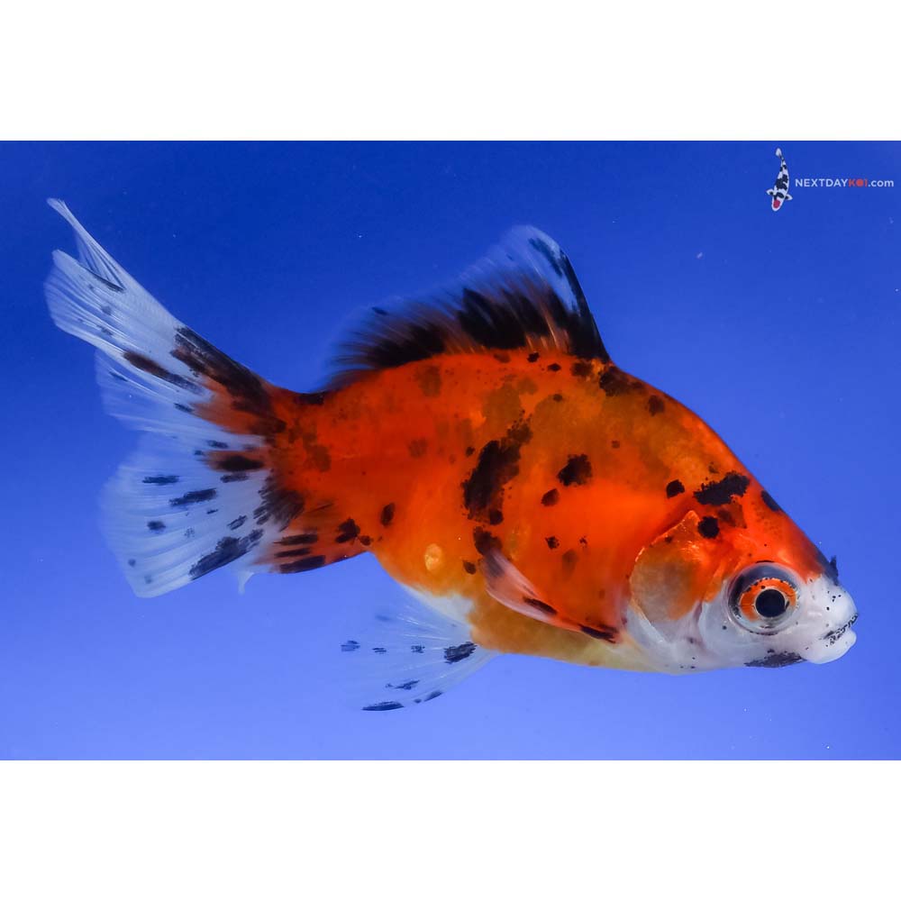 4.5” Imported Calico Ryukin