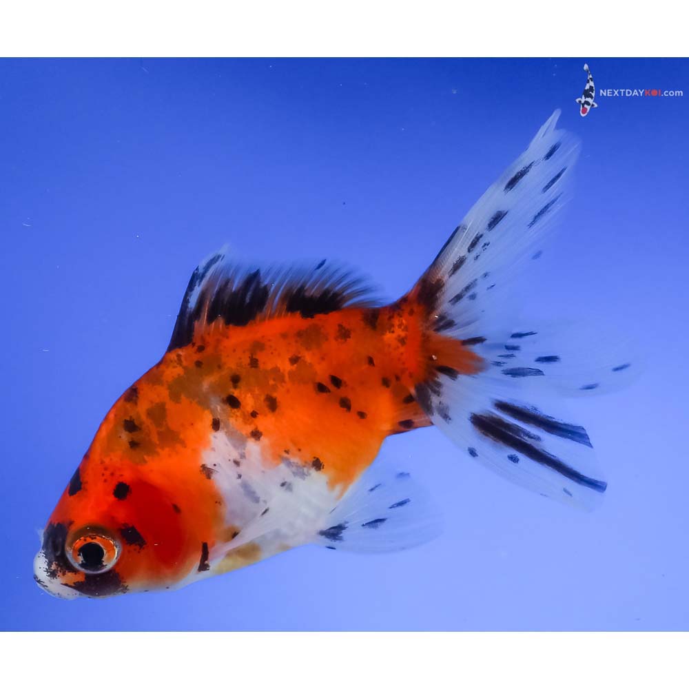 4.5” Imported Calico Ryukin