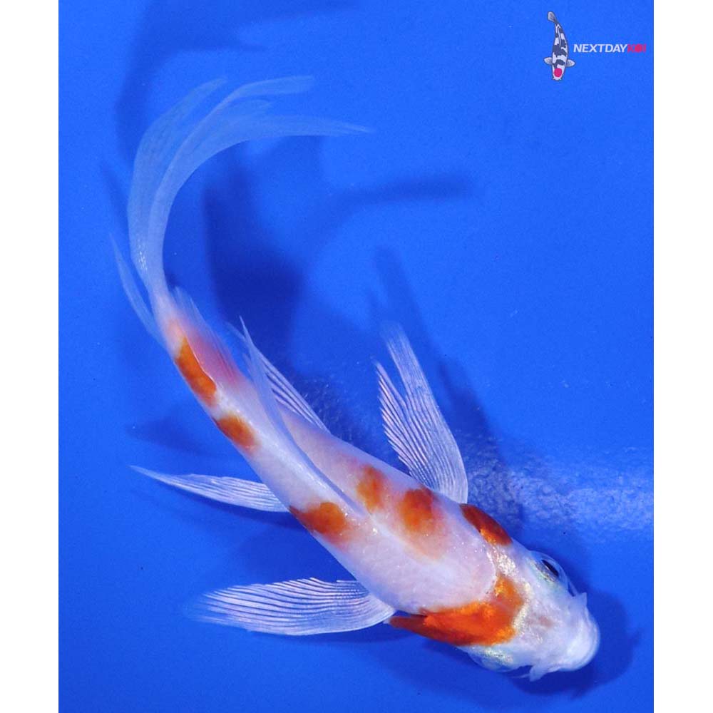 3.5” Imported Hariwake Butterfly Koi