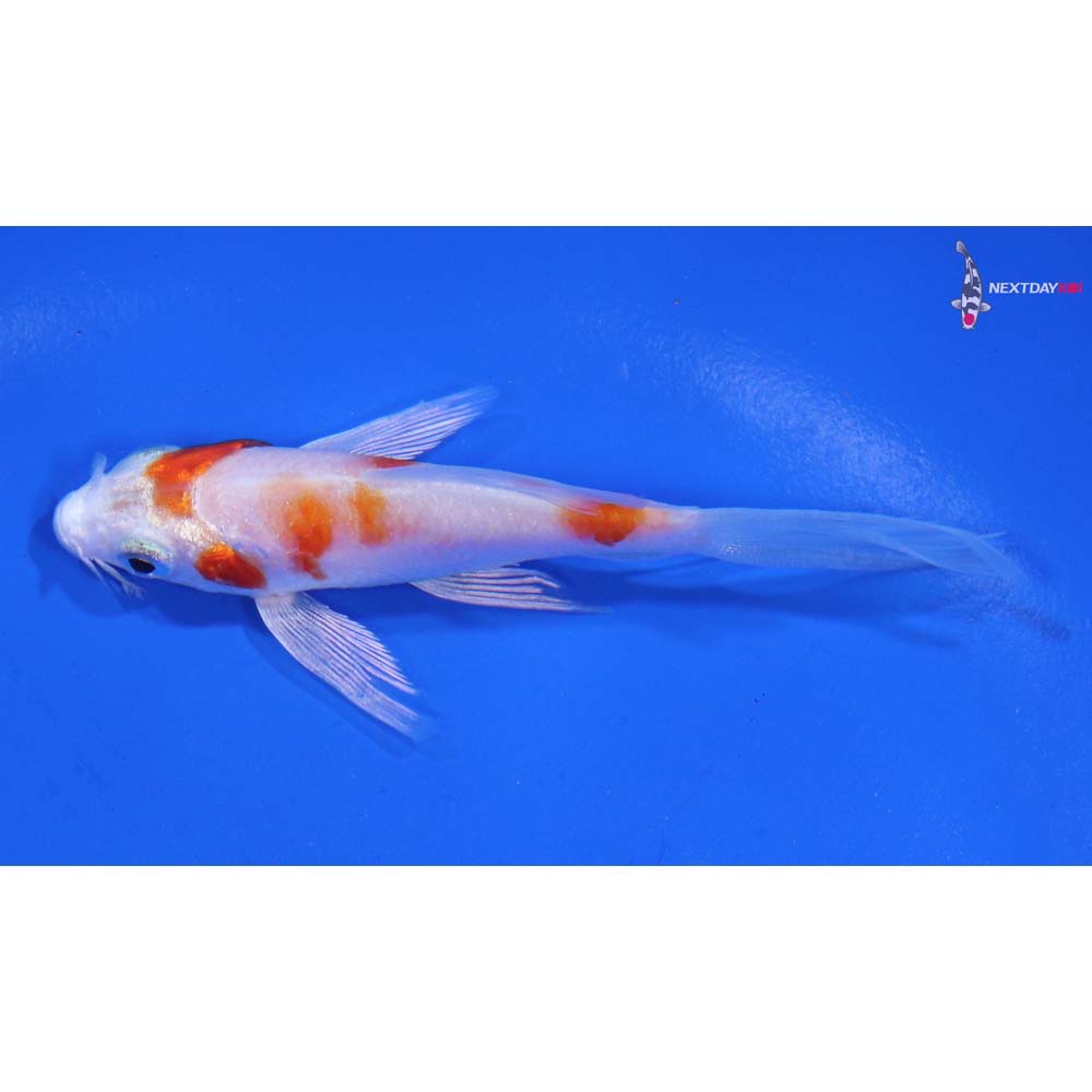 3.5” Imported Hariwake Butterfly Koi