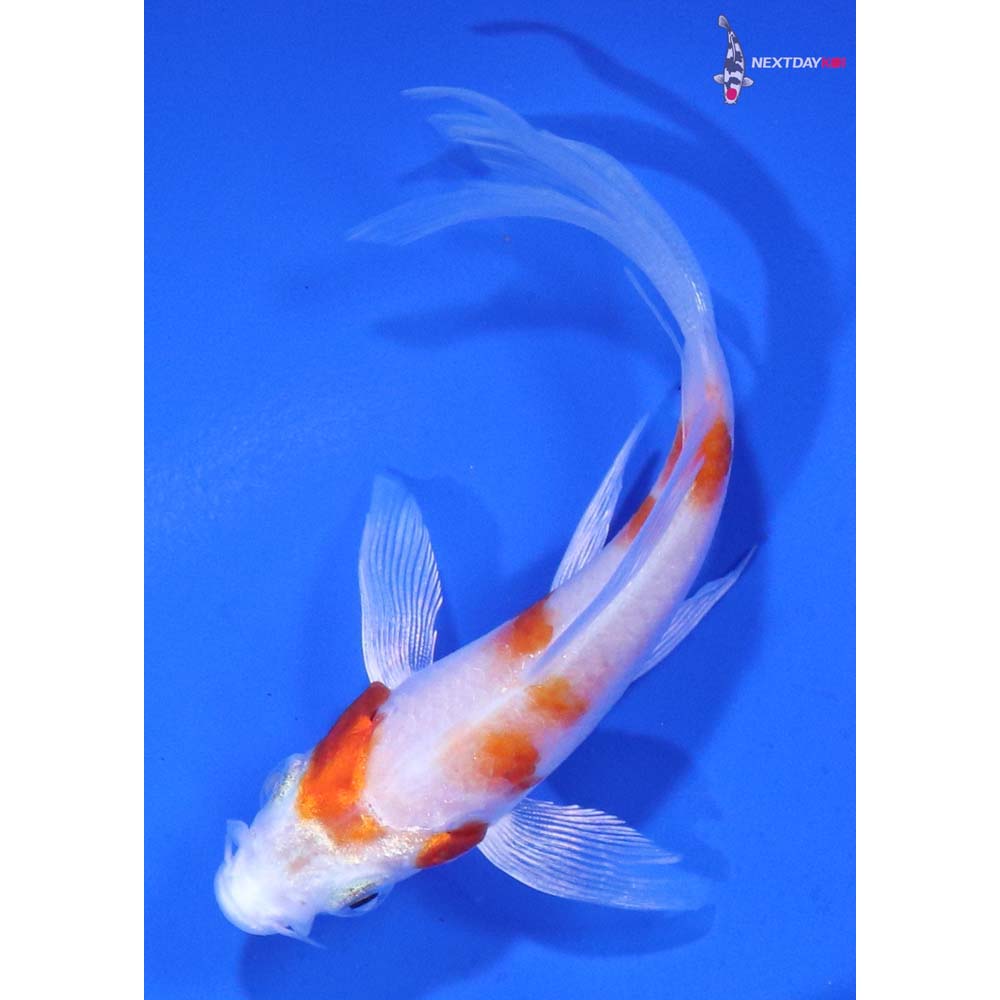 3.5” Imported Hariwake Butterfly Koi